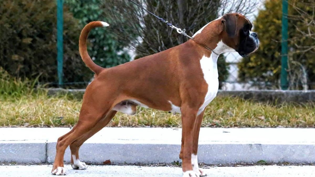 Romeo d’Alanbox (2020)